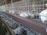 笼养肉鸡的饲养管理技术分析
