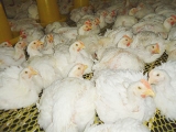 肉鸡养殖管理最容易疏漏的环节