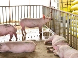 冬季养猪怎样防止猪尿窝